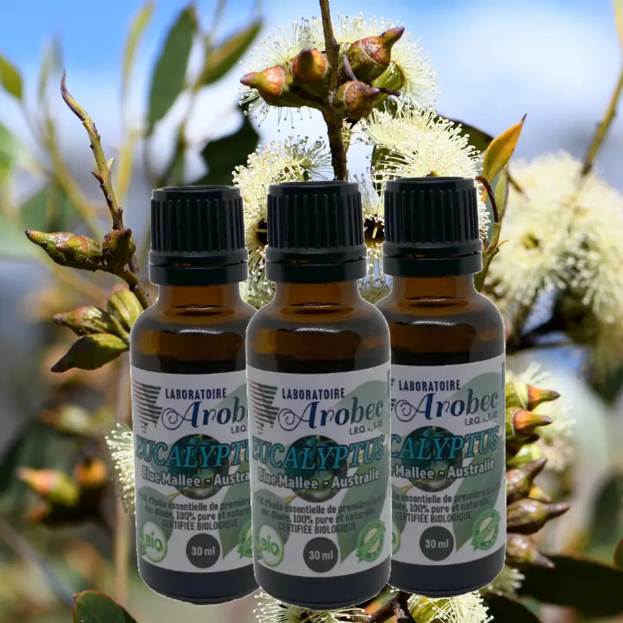 Eucalyptus (Blue Mallee) 30ml