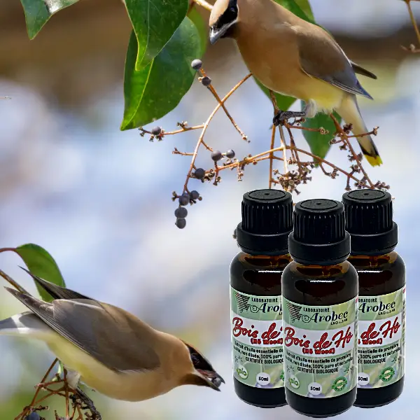 Hô Wood 30ml